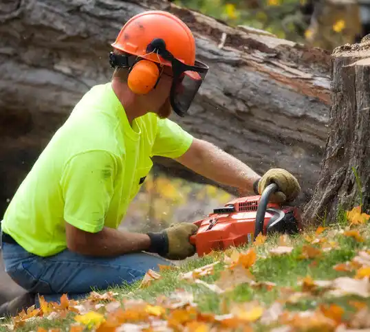 tree services Grandview Heights